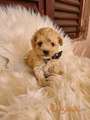 Mini Maltipoo PRELEPI štenci
