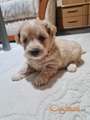 Mini Maltipoo PRELEPI štenci