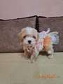 Mini Maltipoo PRELEPI štenci