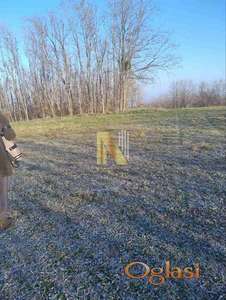 Poljoprivredno zemljište pod bagremom u Beočinu