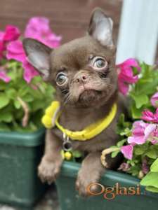 Lilac & chocolate boys chihuahua