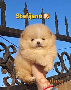 Pomeranac Boo štenci CHOCOLATE & TAN NOVO