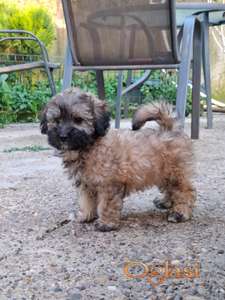 Mini maltipu muško štene