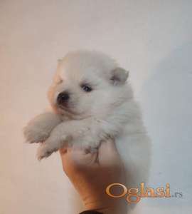 Pomeranski spic stenci