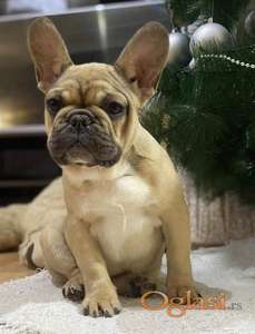 Francuski buldog