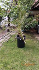 Palma Phoenix Canariensis