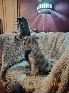 Štenci patuljastih šnaucera