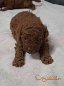 Prodajem patuljaste pudle