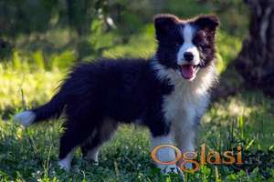 Border Collie - Border koli štenad