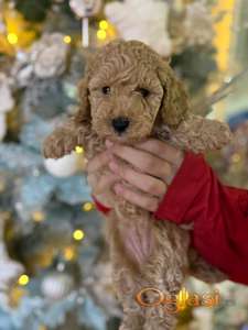 PUDLA – odgovoran kućni uzgoj, FCI poreklo