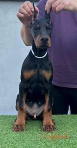 Doberman prelepi štenci