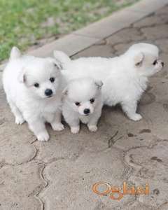 Nemački špic, štenci snežno bele boje
