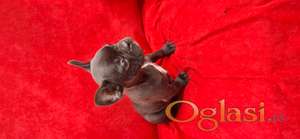 Francuski buldog crni