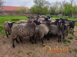 Romanovski ovnići za priplod - platite posle 9 meseci