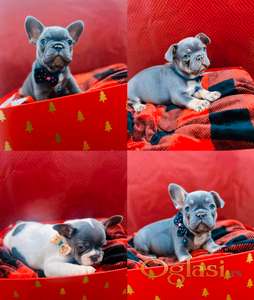 Francuski buldog Exotic Blue&Tan (Premium kvalitet)