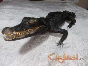 Krokodil (preparirani ) pravi