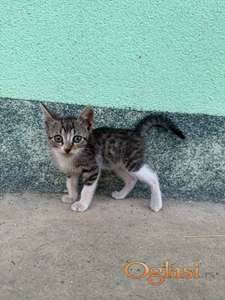 Poklanjamo male domaće mačiće