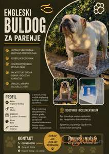 Engleski buldog