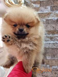 Pomeranac boo