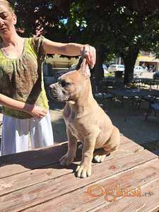Cane Corso Kane Korso prelepi formentino štenci
