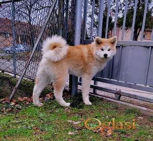 Akita Inu