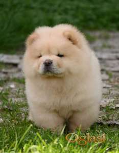 Chow Chow Čau Čau štenci