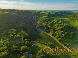 Najbolji vinograd u Vojvodini!