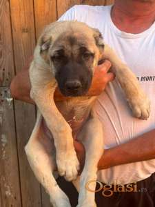 Kangal stenci