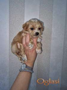 Prodajem preslatke kuce maltipoa.