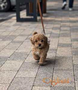 Maltipoo vrhunske genetike