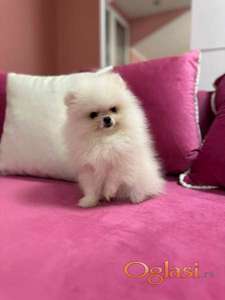 Pomeranac prelepi štenci