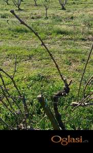 Rezidba voca i vinove loze