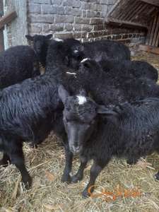 romanovski jaganjci i stado ovaca