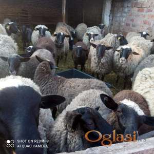 romanovski jaganjci i stado ovaca