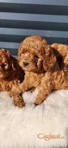 Crvene pudle, štenci