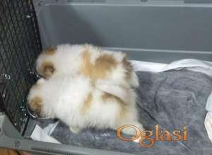 Pomeranci, 2 ipo meseca