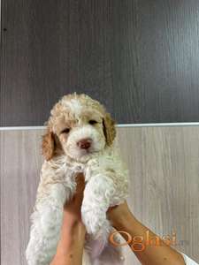 Stenci lagoto romanjolo