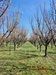 NOVI SAD - RUMENKA -  m2