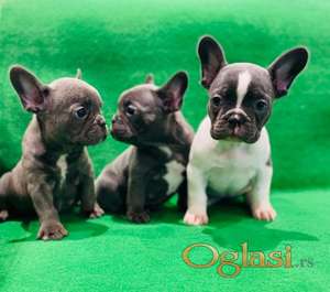 Francuski buldog štenci egzotične plave boje