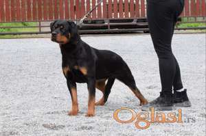 Poklanjam dve Rottweiler zenke