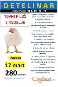 Tovni pilici 3 nedelje starosti