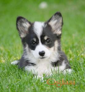 Velški korgi/Welsh Corgi Pembroke