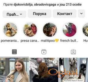 Maltipoo vrhunske genetike