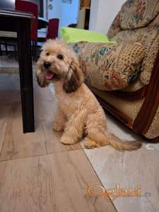 Aprikot mini pudla mužjak