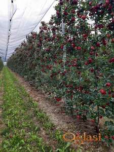 Razradnjen posao sa jabukama! 4000 sadnica/ha