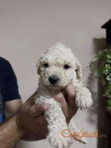 Mini pudle ste