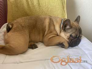 Francuski buldog štene