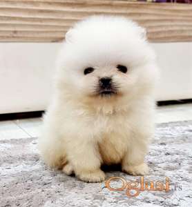 Pomeranac boo