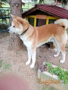 Japanska akita muzjak