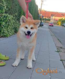 Akita Inu prelepi štenci